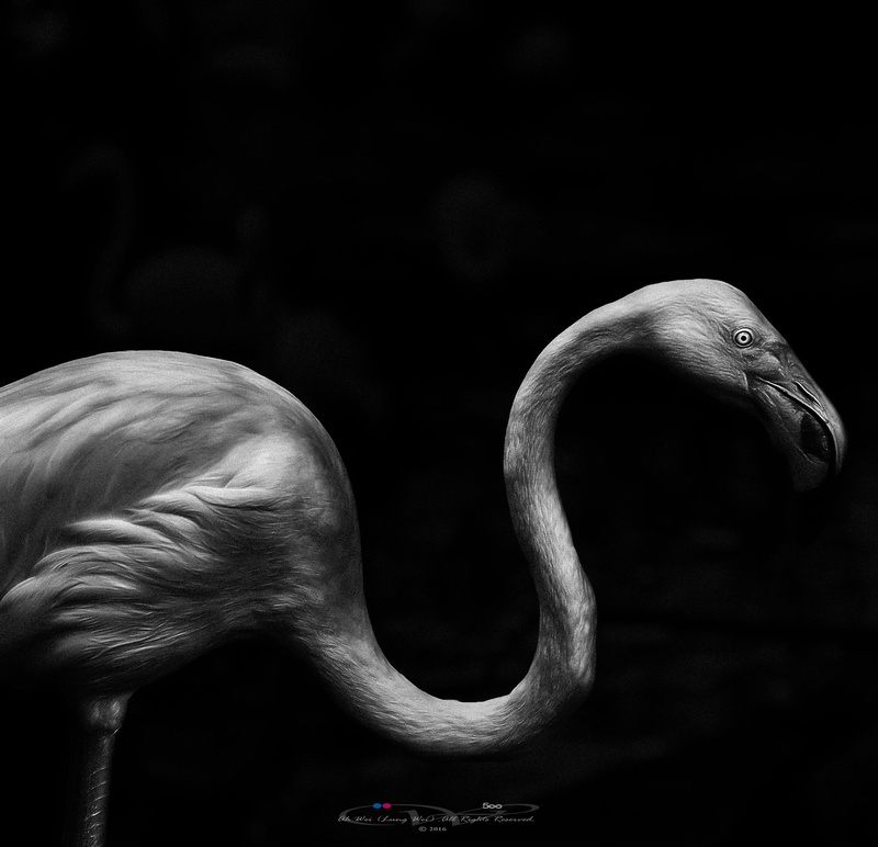 A Famosa, Lung, gray, 2K, Ah, Portrait, Nature, Nikon D7000, Melaka, bird, Greater Flamingo, flamingo, Wildlife, beak, animal, artwork, Phoenicopteridae