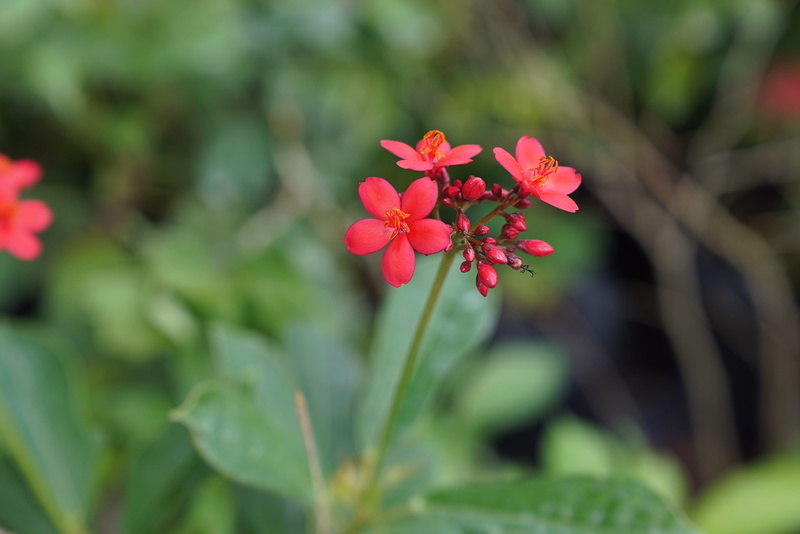 close-up, flower head, outdoors, growth, nursery, beauty in nature, nature, 4K, petal, leaf, red, no people, day, flower, malaysian, fragility, plant