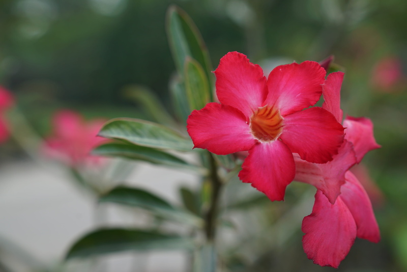 4K, inflorescence, pink color, close-up, no people, beauty in nature, plant, nursery, fragility, freshness, outdoors, vulnerability, petal, flower, flowering plant