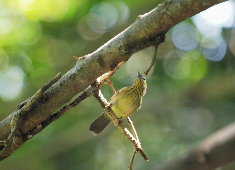 insect, animal, flowerpecker, tree, singapore, no people, 4K, yellow-breasted, Flowerpecker, beak, Bird, close-up, vertebrate, Yellow-Breasted, focus on foreground