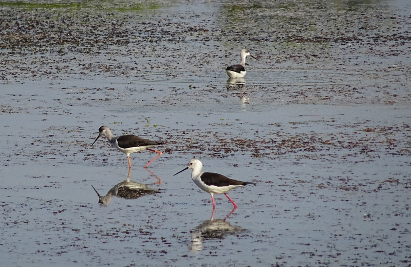waterfront, two animals, no people, recurvirostridae, Bird, lake, krishna, beach, reflection, animals in the wild, animal wildlife, india, karnataka, pied stilt