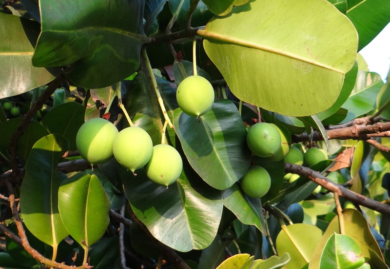 leaf, plant, nag champa, growth, clusiaceae, karnataka, sultan champa, beauty leaf, green color, focus on foreground, freshness, healthy eating, alexandrian laurel