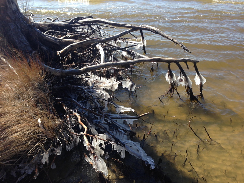 land, dirt, day, beach, nature, water, flozen, sunlight, plant, ice, dead plant, tree, wood, winter, wood - material, lake, damaged, driftwood, no people