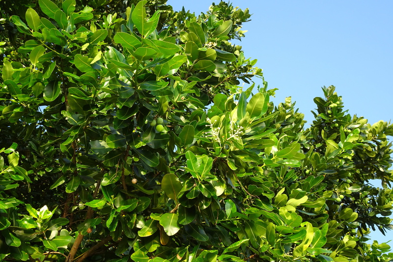 fruit tree, fruit, nag champa, leaf, india, flora, sultan champa, food and drink, no people, clusiaceae, calophyllum inophyllum, healthy eating, plant