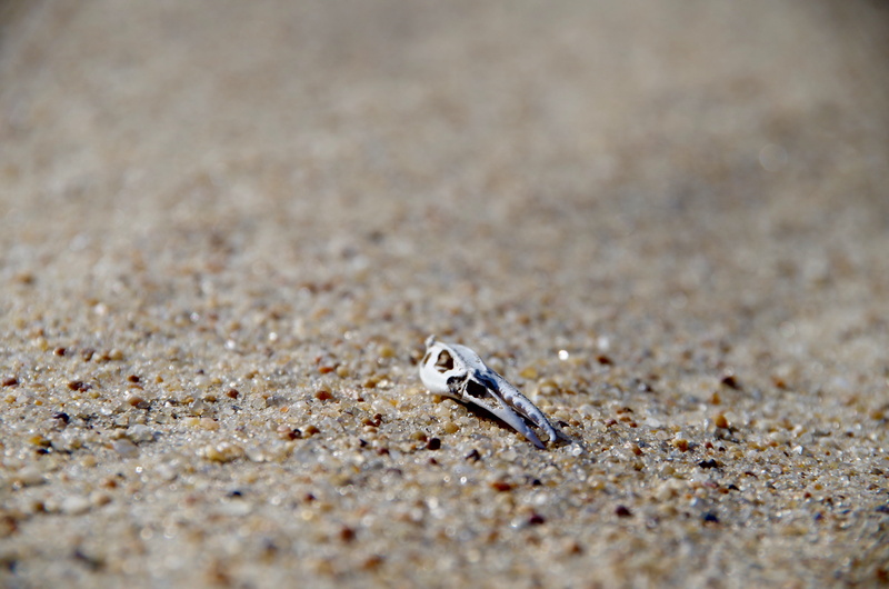 vertebrate, dead, one animal, animal themes, jockeys ridge state park, 4K, nature, no people, skeleton, selective focus, beach, sand, tan, animals in the wild