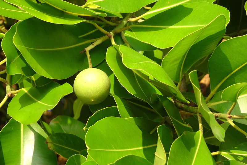 plant part, focus on foreground, wellbeing, outdoors, surangi, alexandrian laurel, beauty leaf, tree, fruit, freshness, food and drink, ripe, punnaga, no people