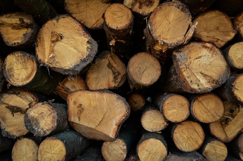 pattern, hack, rings on a tree, brown, wood, no people, trunk, lumber industry, harvesting, full frame, nag, branch, wood - material, logging, 4K, saw cut
