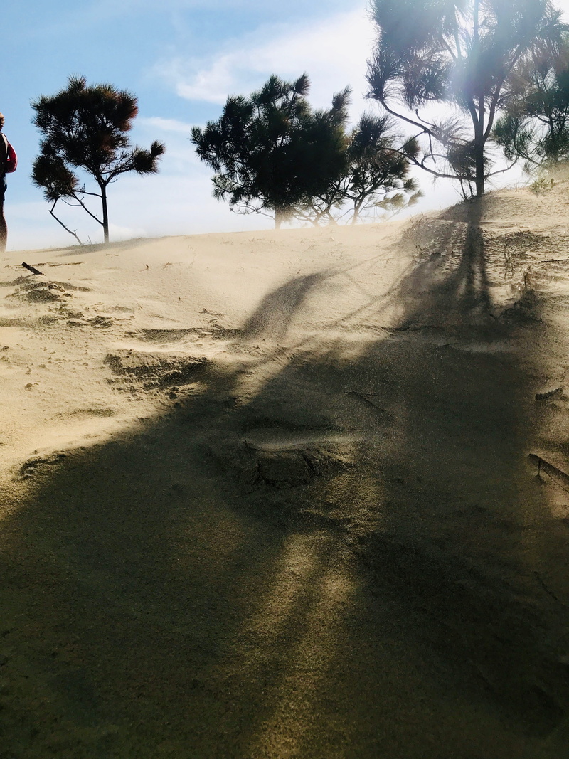 light, no people, non-urban scene, cloud - sky, outdoors, 300 w carolista dr, nags head, tree, tranquil scene, hill, plant, sunset, forest, desert, sand