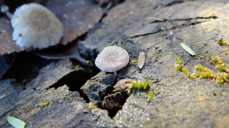 close, bark, moss, day, close-up, high angle view, fragility, tranquility, zen, beauty in nature, selective focus, zen buddhist, imperfection of art, toadstool