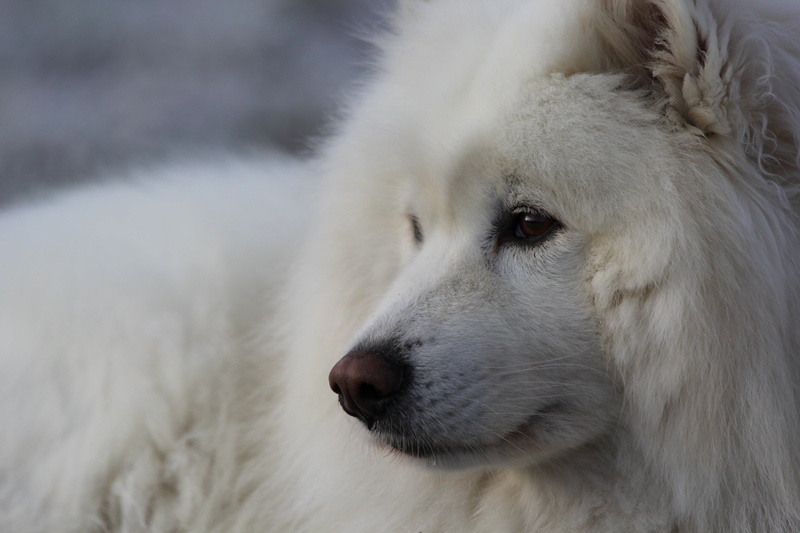 animal, animals, white color, vertebrate, animal body part, no people, looking away, hair, looking, dog, canine, one animal, animal head, white, animal themes
