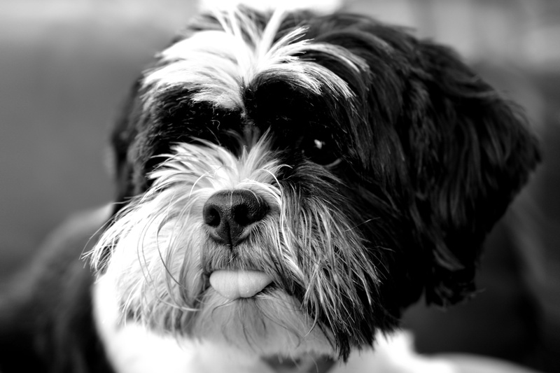 looking at camera, vertebrate, protruding tongue, dog, focus on foreground, pets, animal body part, animal, small, animal mouth, mammal, tibetan terrier