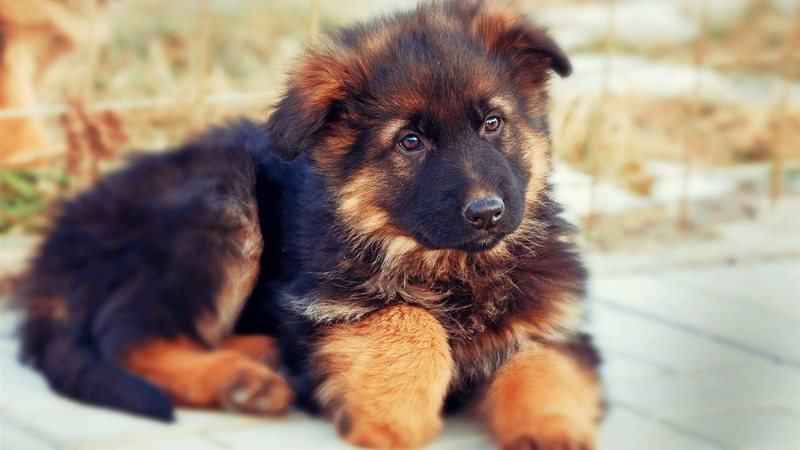relaxation, dog, tibetan mastiff, mammal, animals, domestic, portrait, animal, chow, leonberg, 1080P, mastiff, purebred dog, focus on foreground, canine