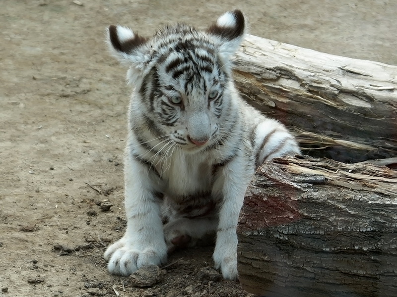 vertebrate, white, cute, big Cat, animal, close-up, carnivore, wood - material, animal wildlife, undomesticated Cat, day, animal themes, whisker, feline