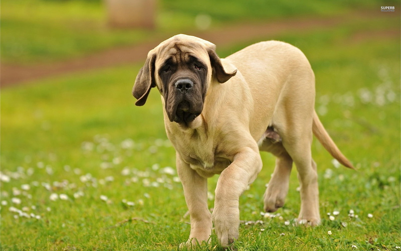animals, english, lawn, animal, english mastiff, large, 2K, mastiff