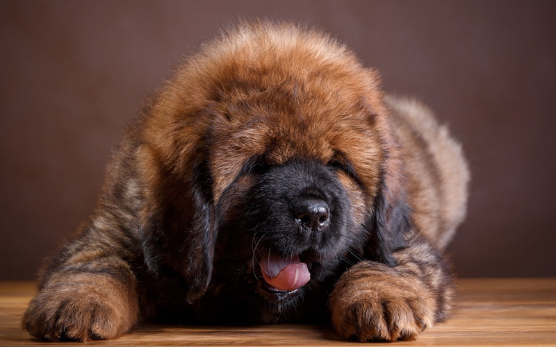 Tibetan Mastiff, Puppy, Pet, Baby Animal, Dog, 1080P, Dogs