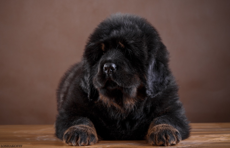 puppy, large, 2K, Tibetan Mastiff