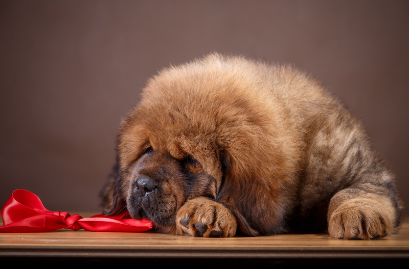 Tibetan Mastiff, large, puppy, bow, 2K