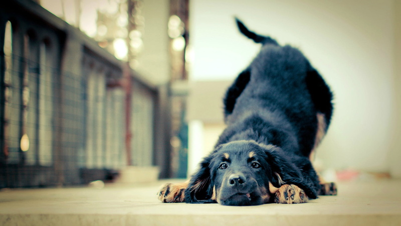 animal, leonberg, mastiff, mammal, lying down, canine, relaxation, one animal, focus on foreground, pets, portrait, purebred dog, 1080P, black color, looking at camera