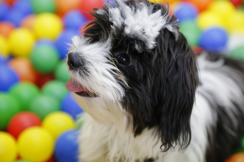 snout, ball pit, havanese, looking, one animal, dog, lap dog, cute, small dog, tibetan terrier, animal themes, pets, fur, puppy, dog toy, close-up, no people