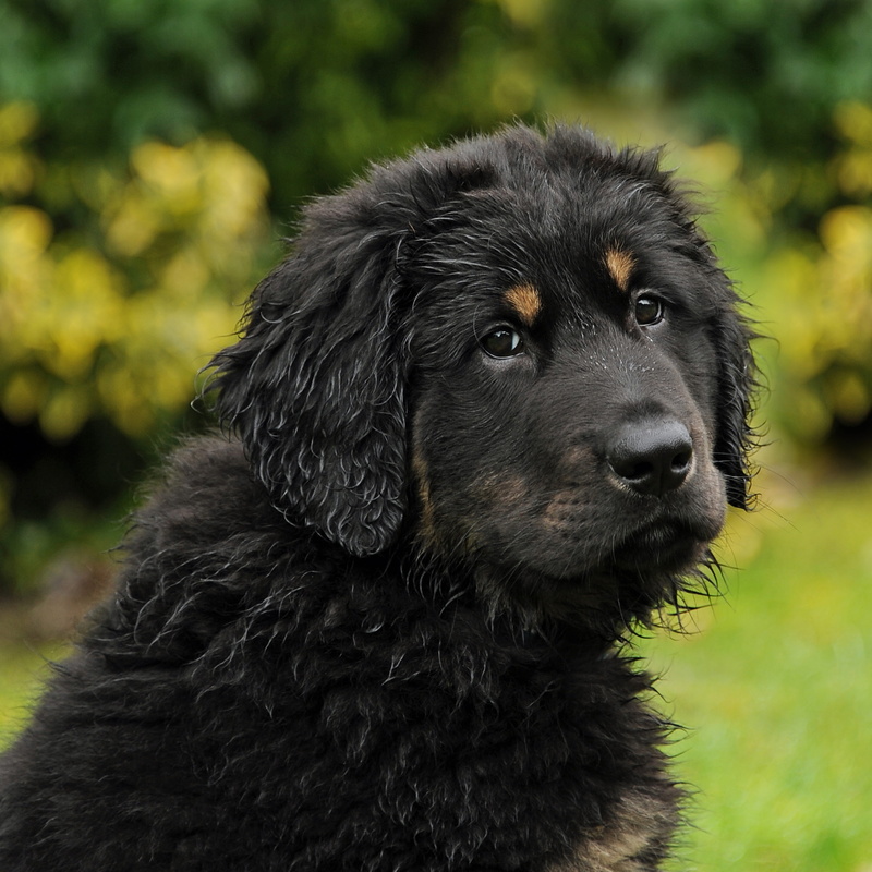 animal, black, young animal, no people, pets, one animal, looking, mammal, nature, tibetan, selective, mastiff, portrait, black color, animal head, 5K