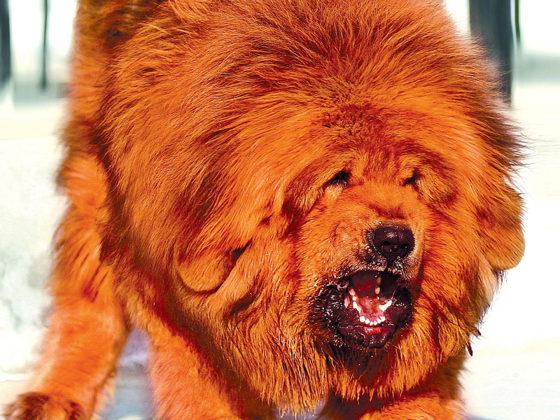 animal wildlife, aggression, vertebrate, portrait, brown, animal themes, looking, animal body part, domestic animals, mouth open, pets, one animal, animal hair