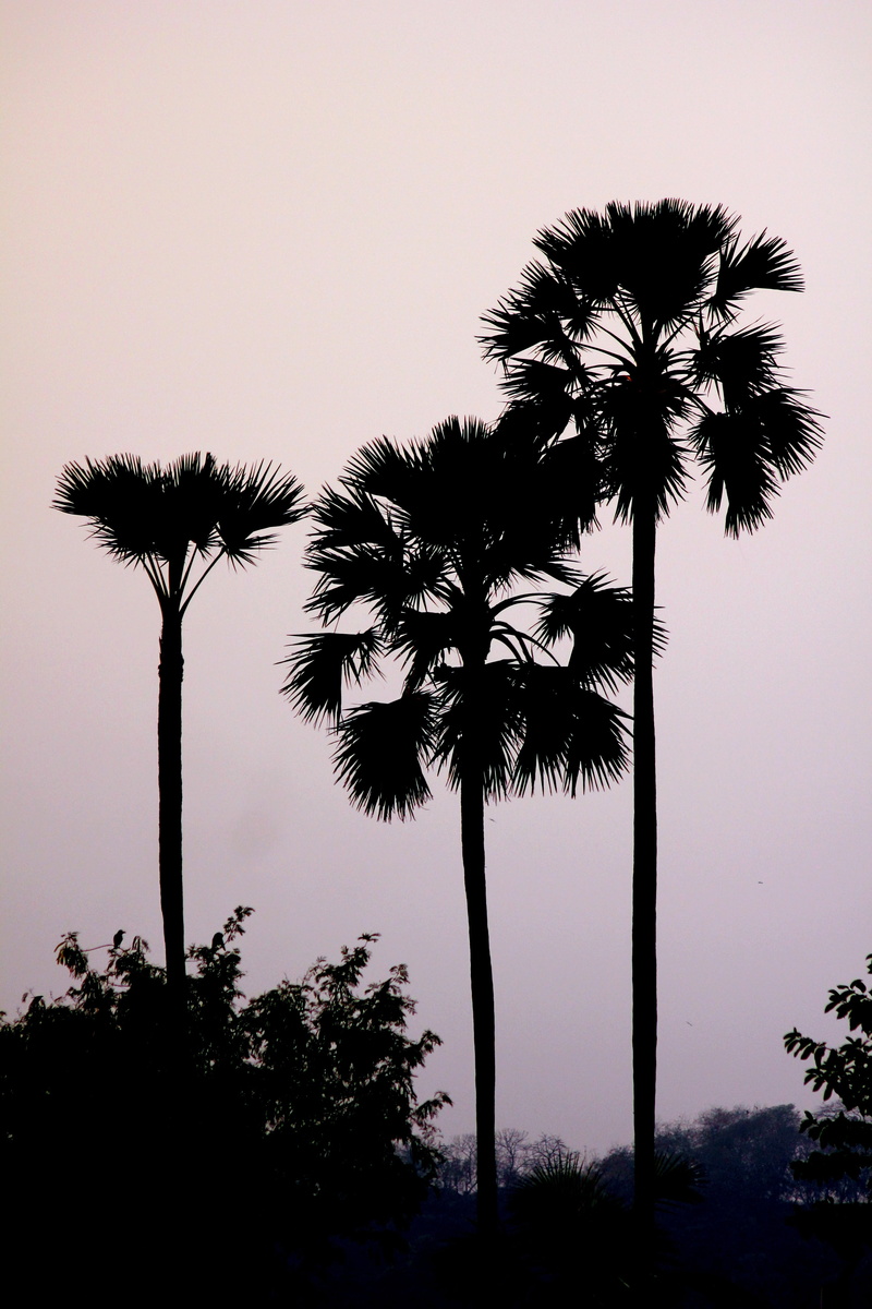 photography, tropical, palm tree, tree trunk, low angle view, tropical tree, flora, india, fan-leaved, scenics - nature, silhoutte, sky, trees, beauty in nature