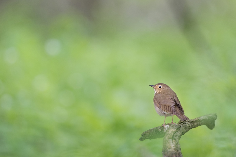 one animal, animal themes, white, overcast, close-up, animals in the wild, spring, nature, brown, 4K, outdoors, wren, perched, green, tree, swainsons thrush