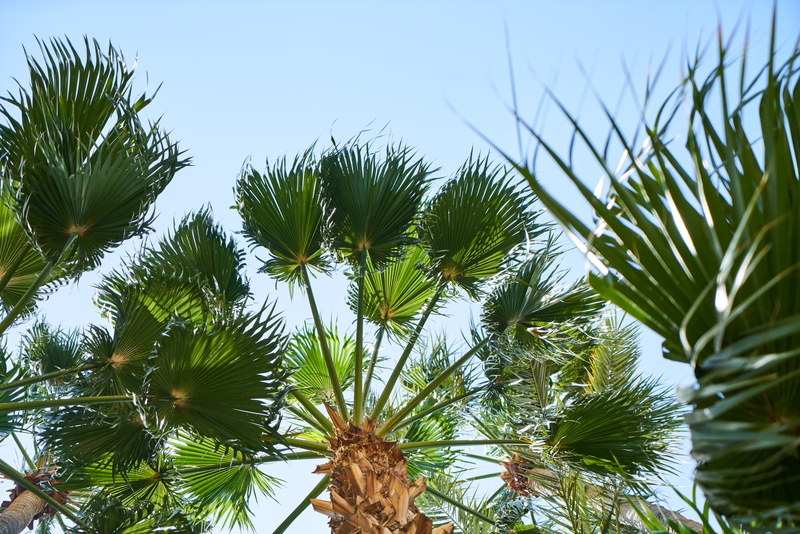palm, daylight, sky, beautiful, palm leaf, no people, branch, tropical climate, exotic, coniferous tree, close-up, tranquility, clear sky, travel, coconut palm tree