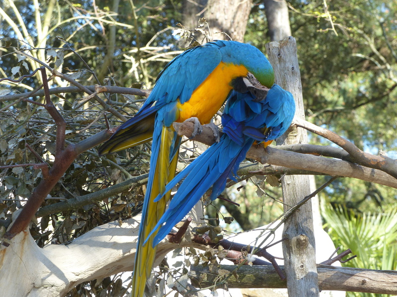 charente, vertebrate, colors, brazilwood, france, plant, beak, plumage, one animal, animal wildlife, day, animal, blue, focus on foreground, blue and yellow macaw