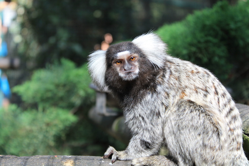 France, forest, ape, animal themes, animals, Palmyra, focus on foreground, one animal, mammal, outdoors, primate, Animal, Monkey, nature, Zoo, animals in the wild