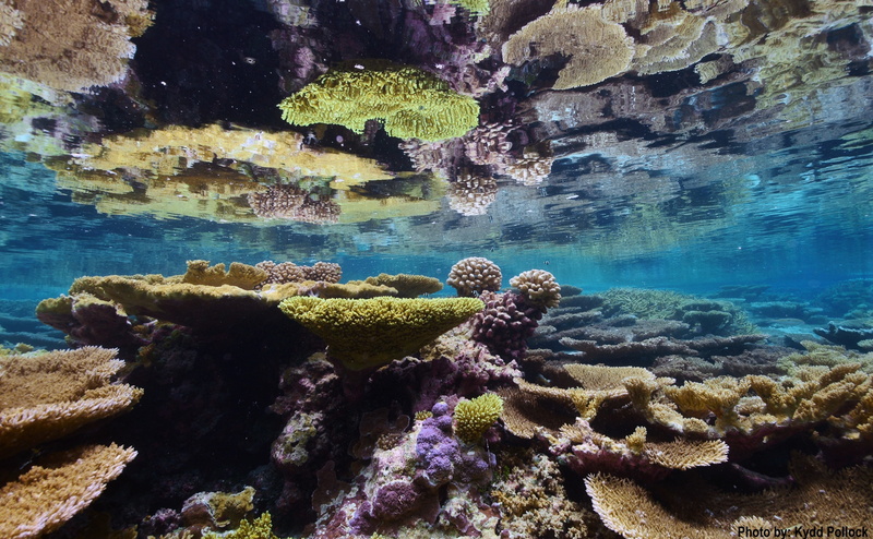 wildlife, Islands, purity, palmyra, water, nature, outdoors, national, invertebrate, pacificremoteislandsmarinenationalmonument, rock - object, sea, palmyraatollnwr