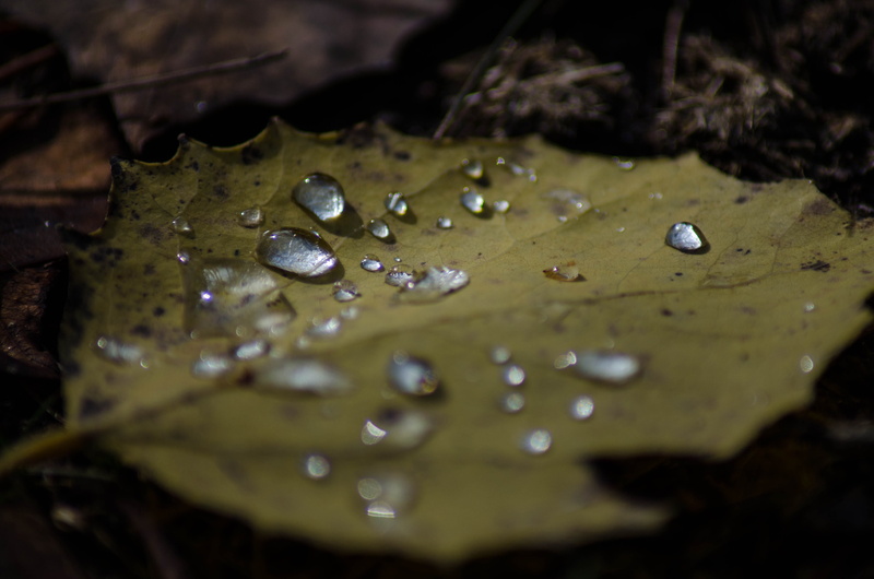 floating on water, 300mm, emma carlin trail head, hiking, autumn, water, explore, close-up, macro, forest, plant, life, outdoors, vulnerability, 4K, yellow