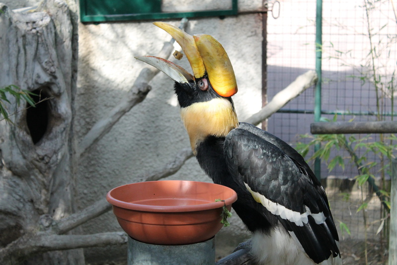 animals in the wild, toucan, beak, animal themes, perching, day, food, 4K, tree, animal, vertebrate, bird, focus on foreground, no people, animals in captivity