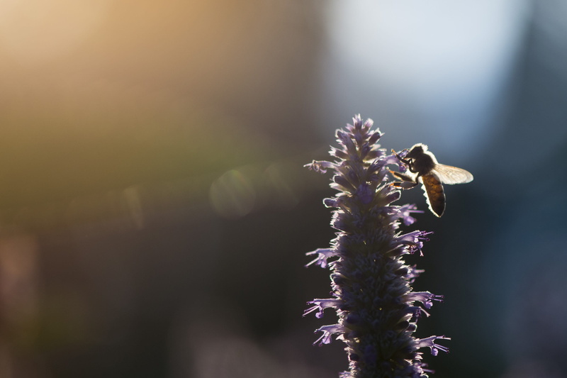 apidae, invertebrate, grass, honey bee, close-up, palmyra, pollination, one animal, back-lit, plant, fragility, no people, outdoors, animal themes, sunny