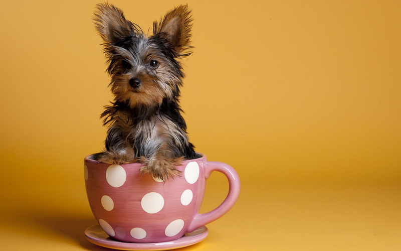 2K, tan, yorkshire, 2560x1600, terrier, cup, black, animals