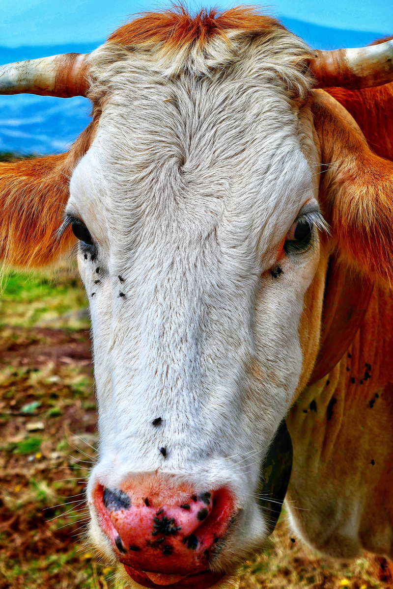 focus on foreground, one animal, campania, livestock, domestic cattle, animal mouth, outdoors, cattle, animal body part, close-up, pets, mammal, animal themes