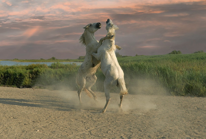 two animals, motion, herbivorous, animal wildlife, land, animal, running, horse, sunset, scenics - nature, domestic animals, animal themes, 480P, no people