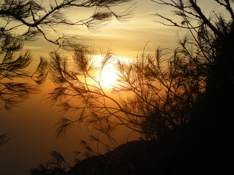 branch, no people, orange color, romantic sky, indonesia, tree, majestic, cloud - sky, nature, towards mount arjuna, outdoors, sunset, tranquil scene, sun