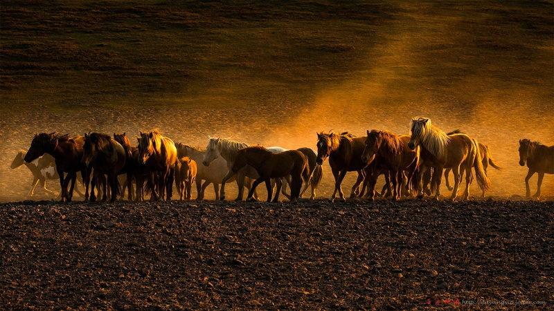 pets, walking, domestic, nature, animal themes, animal, horse, livestock, animals, photography, herd, group of animals, no people, animal wildlife, vertebrate