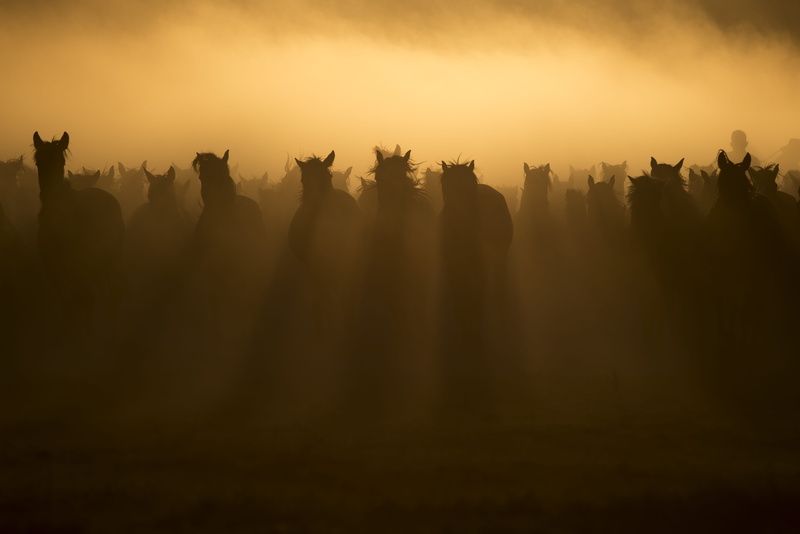 morning, travel, people, fog, outdoors, land, beauty in nature, horses, group of people, tranquility, 5K, sky, herd, silhouette, photo, sunlight, mustang