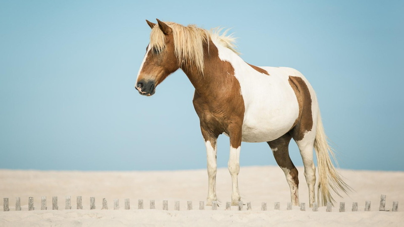 herbivorous, animal wildlife, vertebrate, animal, pets, wester horse, land, sand, no people, one animal, mane, stallion, mustang horse, clear sky, sunlight