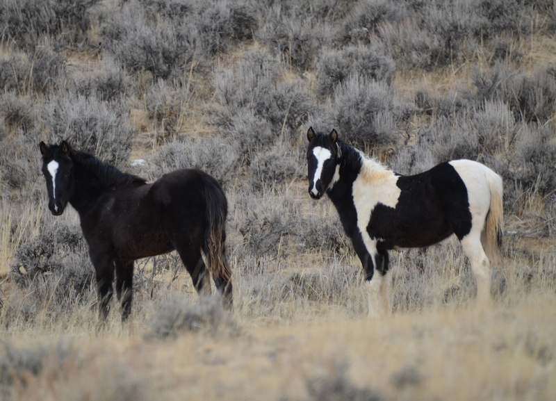 domestic, wild, domestic animals, pets, yearlings, day, wyoming, black color, animals in the wild, equine, nature, horses, grass, animal wildlife, two animals