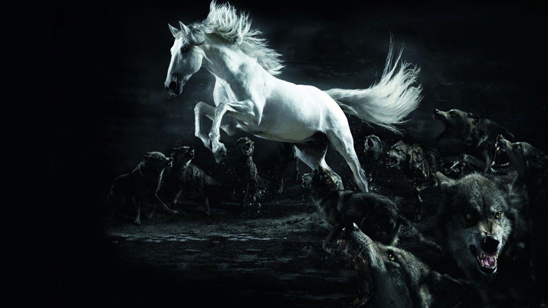 black and white, domestic, horse, livestock, motion, mythology, gray wolf, mustang, animal themes, nature, herbivorous, wildlife, outdoors, domestic animals
