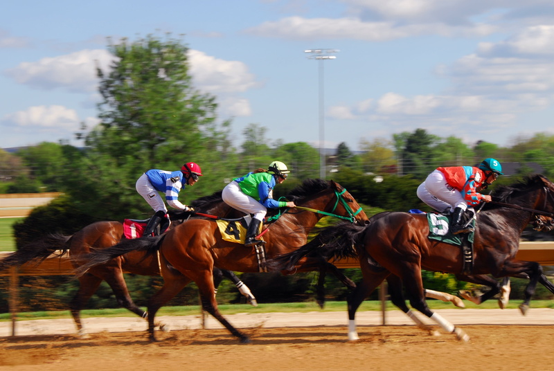 animal wildlife, riding, racehorse, competition, power, vertebrate, strong, fast, sport, group of animals, gambling, mammal, domestic, horse, sports race