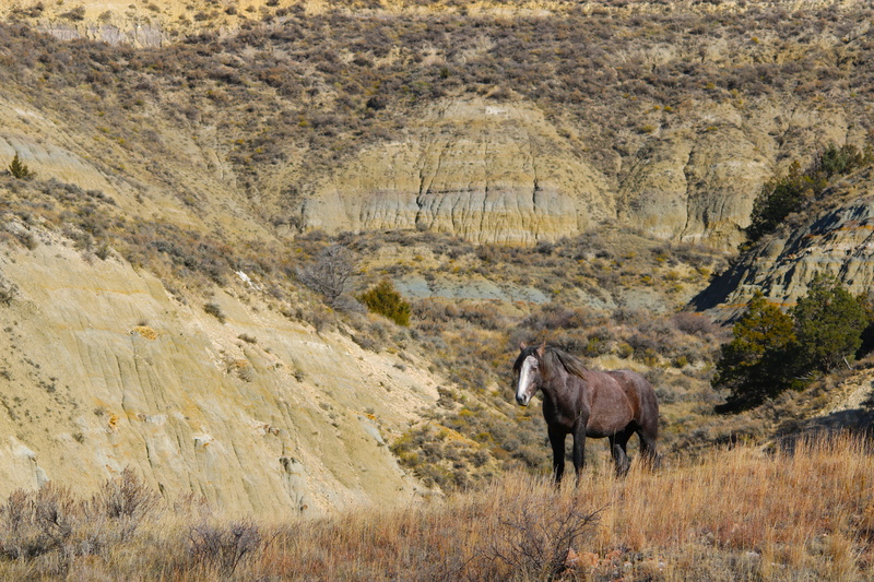 outdoors, mustang, america, vertebrate, north dakota, theodore roosevelt national park, animal wildlife, livestock, national Park, nature, stallion, animals In The Wild