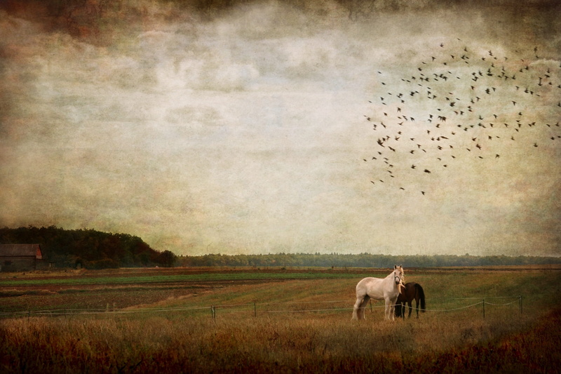 group of animals, textured effect, environment, autumn, nature, sky, land, painting, vertebrate, flock of birds, bird, animal wildlife, animal, domestic animals