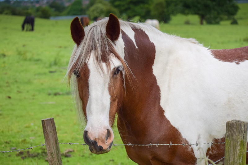 domestic, animal themes, equestrian, grass, western, photograph, one, barrier, day, animal wildlife, animal pen, 5K, young, pasture, paddock, object, farm