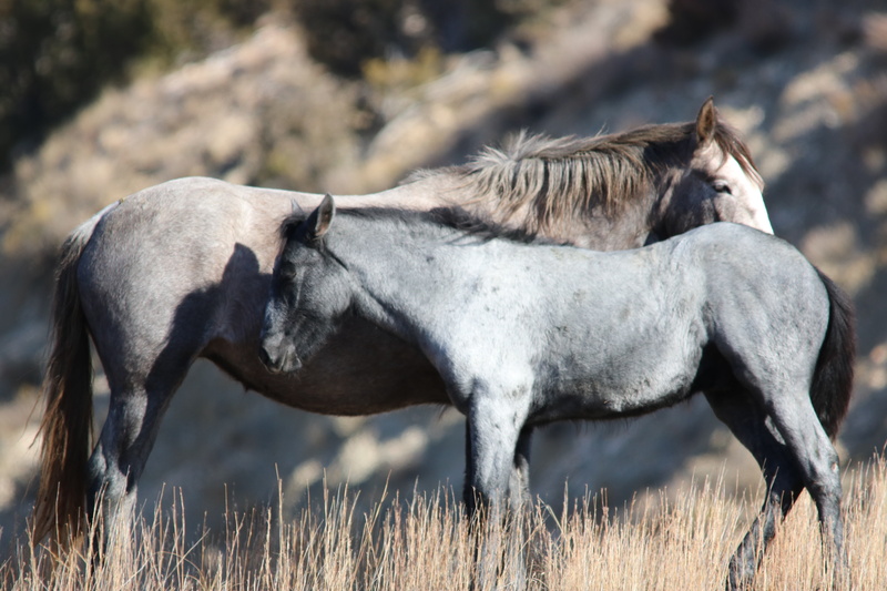animal wildlife, group of animals, pets, grey, animal, 5K, outdoors, horses, two animals, mothers, plant, field, domestic animals, day, animal themes