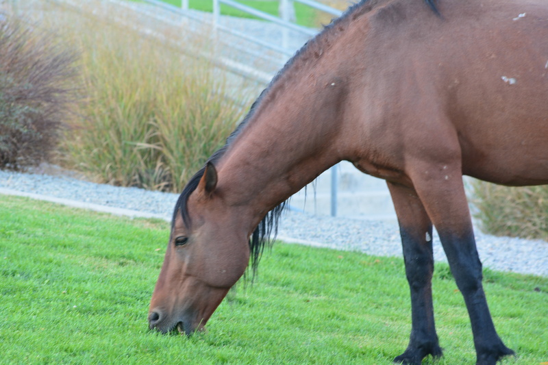 mammal, vertebrate, wild, nature, herbivorous, animal themes, animal, plant, animal head, pets, one animal, mustang, 5K, horse, land, domestic animals
