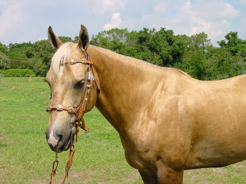 plant, horseflesh, bronco, thoroughbred, land, outdoor, pets, 1080P, animal themes, nature, mount, agriculture, filly, racehorse, purebred, hoofed, mammal